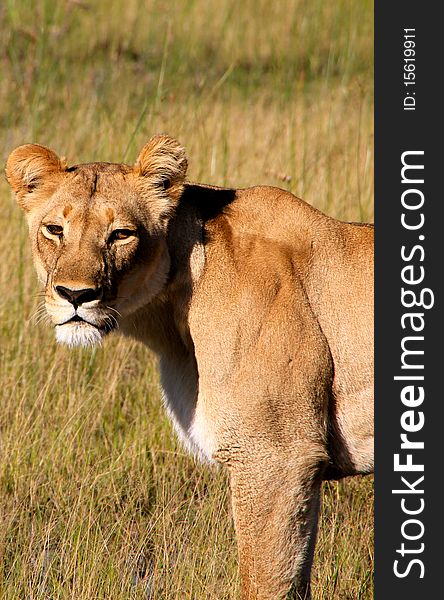 Lion in the Okavango Delta Safari, Africa. Lion in the Okavango Delta Safari, Africa