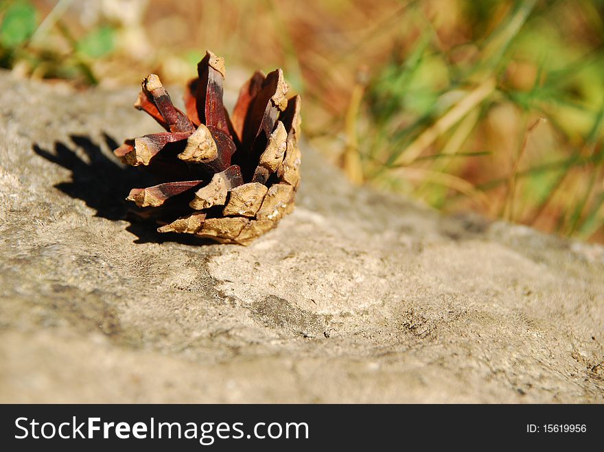 A very little fir-cone on a roc and lighted by the sun. A very little fir-cone on a roc and lighted by the sun.