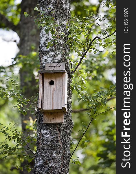 Birdhouse in a birch tree