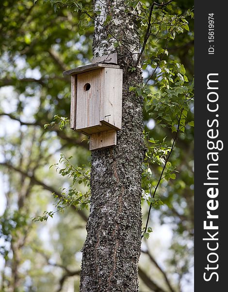 Birdhouse in a birch tree