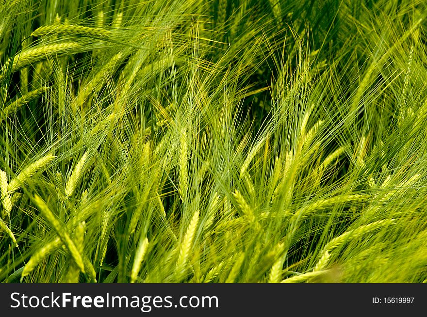 Barley field in the wind in the Black Forest