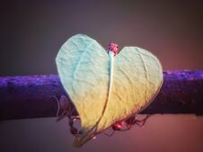 The Ant Carries A Heart-shaped Leaf Royalty Free Stock Photos