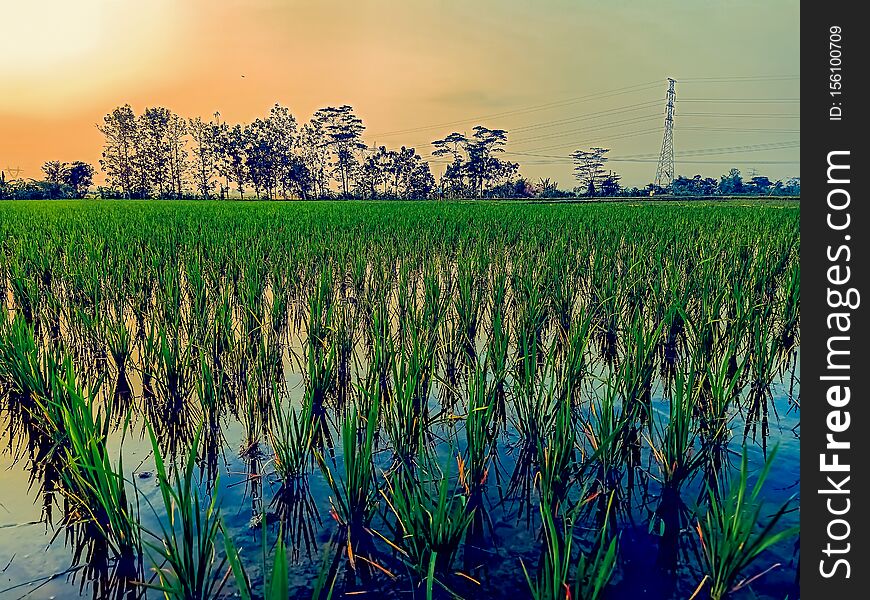 Newly Planted Rice Tree