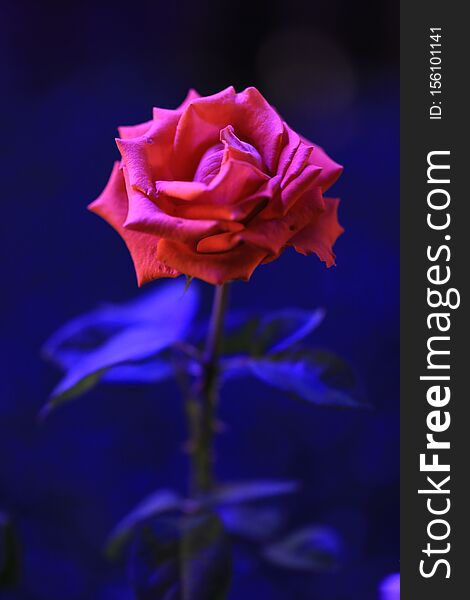 Beautiful flower red rose at night on a blue background. Beautiful flower red rose at night on a blue background