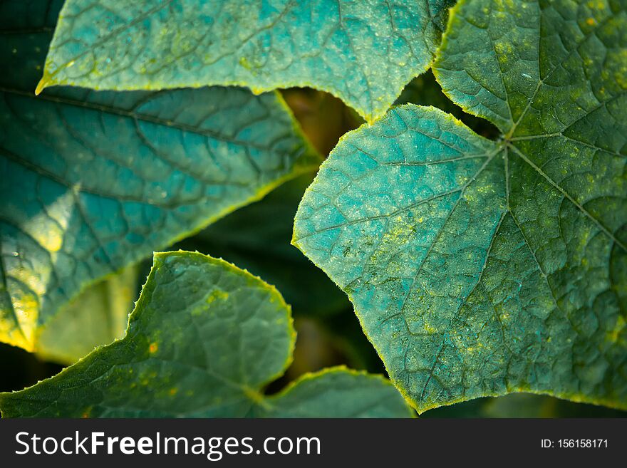 Green leaves layout. Creative nature design background