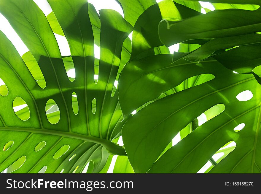 Bright green leaves of exotic plant in sunlight, background