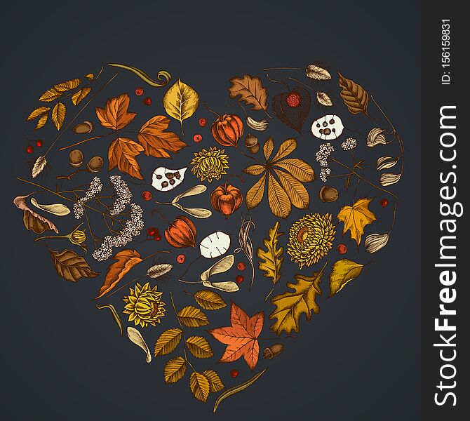 Heart design on dark background with rowan, rowan, acorn, buckeye, fern, maple, birch, maple leaves, lagurus, feather