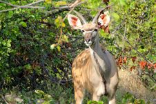 Greater Kudu Royalty Free Stock Photo Greater Kudu Royalty Free Stock Photo