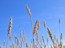 Gold Wheat Field Royalty Free Stock Photography Gold Wheat Field Royalty Free Stock Photography