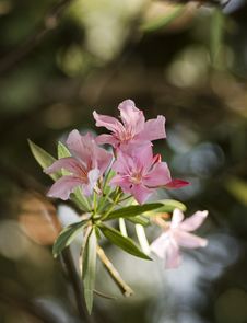 Oleander Heights Royalty Free Stock Photography Oleander Heights Royalty Free Stock Photography