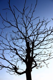 Dead Tree Royalty Free Stock Photography Dead Tree Royalty Free Stock Photography