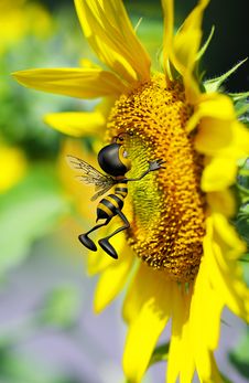 Honey Bee Kissing The Big Yellow Flower Royalty Free Stock Image Honey Bee Kissing The Big Yellow Flower Royalty Free Stock Image