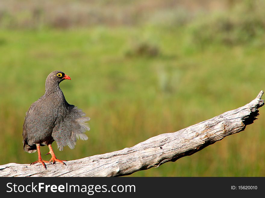 Red Billed Francolin