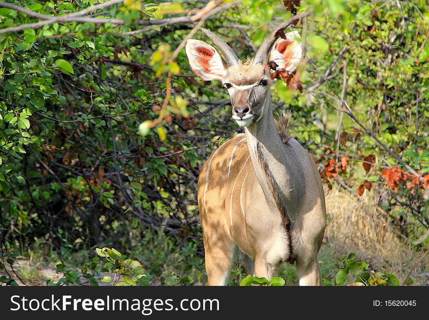 A young greater kudu observes through the bushes