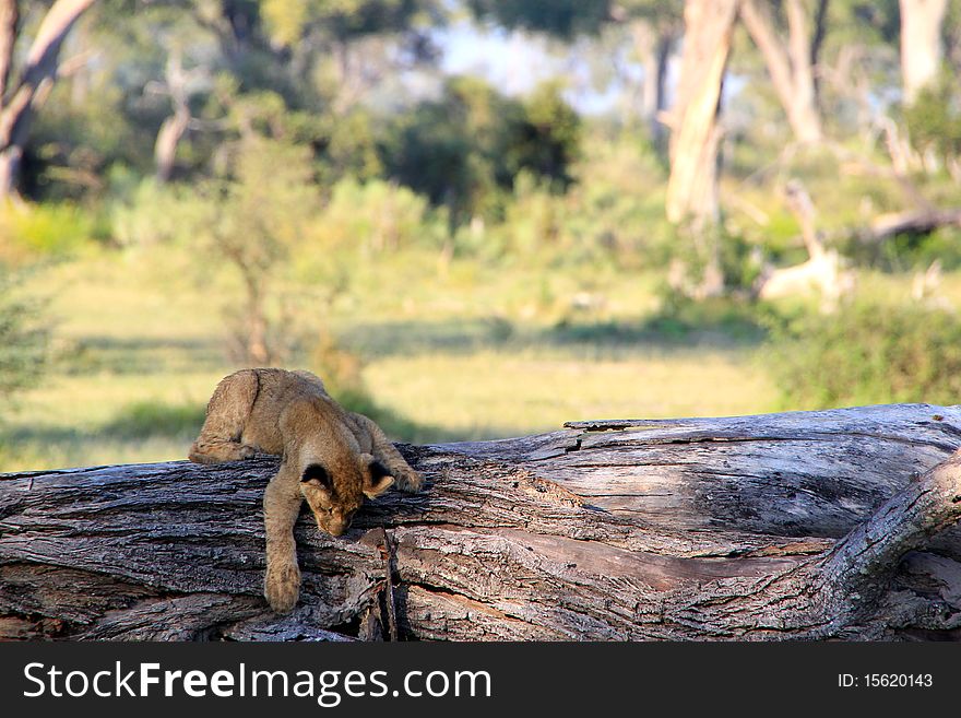 A young lion cub plays on a tree trunk. A young lion cub plays on a tree trunk