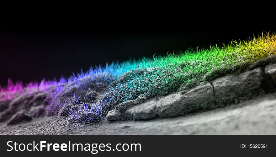 Rainbow colored moss on a stone rock. Rainbow colored moss on a stone rock