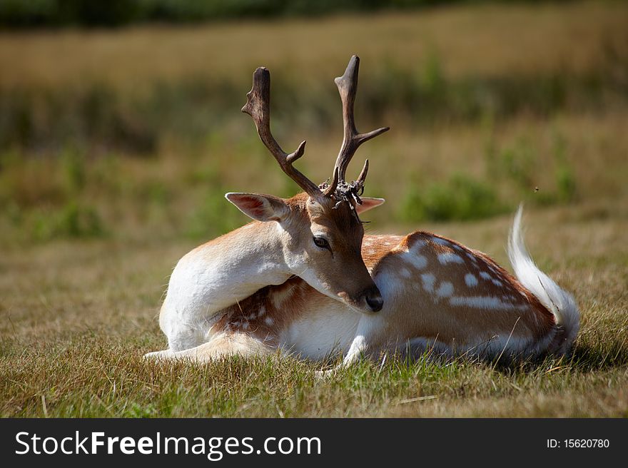 Small japanese deer on a meadow