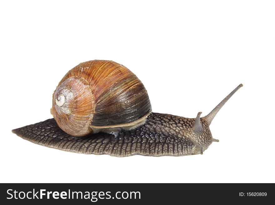 French snail isolated on white background