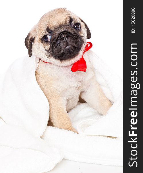 Puppy of pug towel. Isolated on white. Puppy of pug towel. Isolated on white