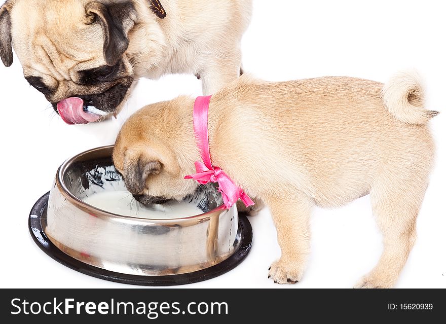 Puppy of pug near bowl with milk. Isolated on white