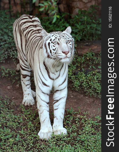 White tiger in chiang mai night safari