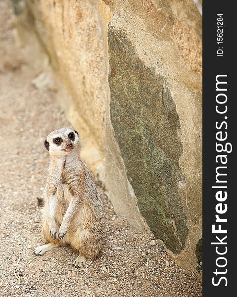 Alert meerkat near rock wall. Alert meerkat near rock wall