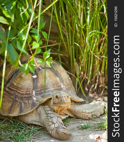 Tortoise resting amongst grass and other plants. Tortoise resting amongst grass and other plants