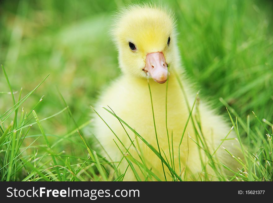 4 days old duckling exploring green grass. 4 days old duckling exploring green grass