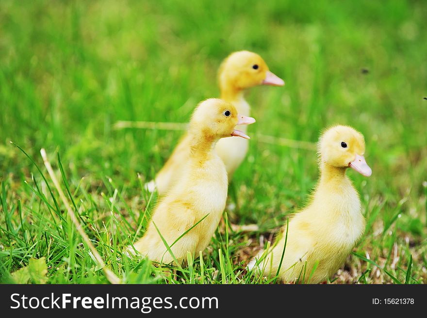 Three fluffy chicks walks in green grass