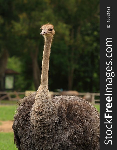 Ostrich is a big bird from Kao Koew Zoo, Thailand