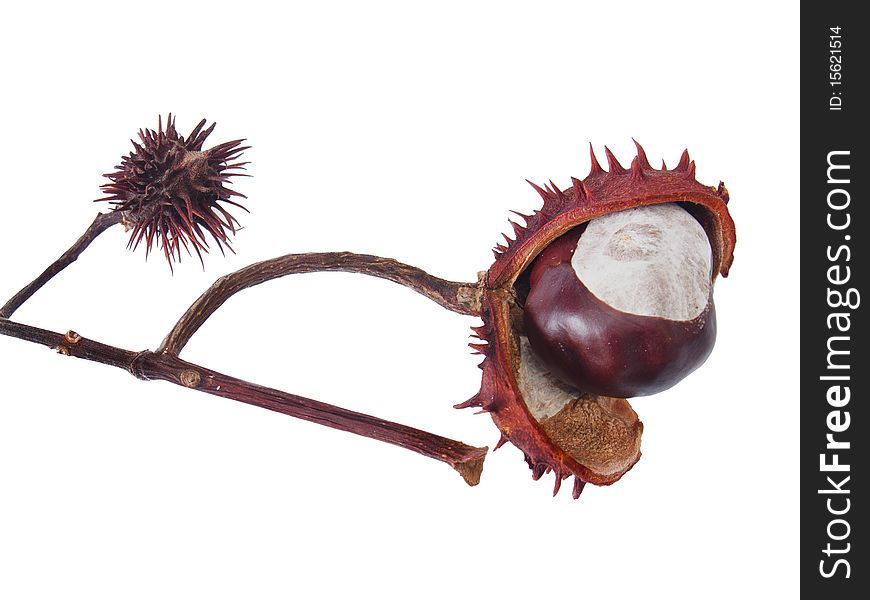 Close-up shot of ripe horse chestnut fruit in Fall, bursting out of seedcase. Isolated on white. Close-up shot of ripe horse chestnut fruit in Fall, bursting out of seedcase. Isolated on white.