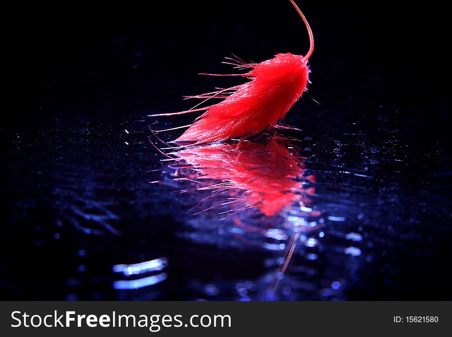 Pink spike with reflection on the wet glass with a black background. Pink spike with reflection on the wet glass with a black background