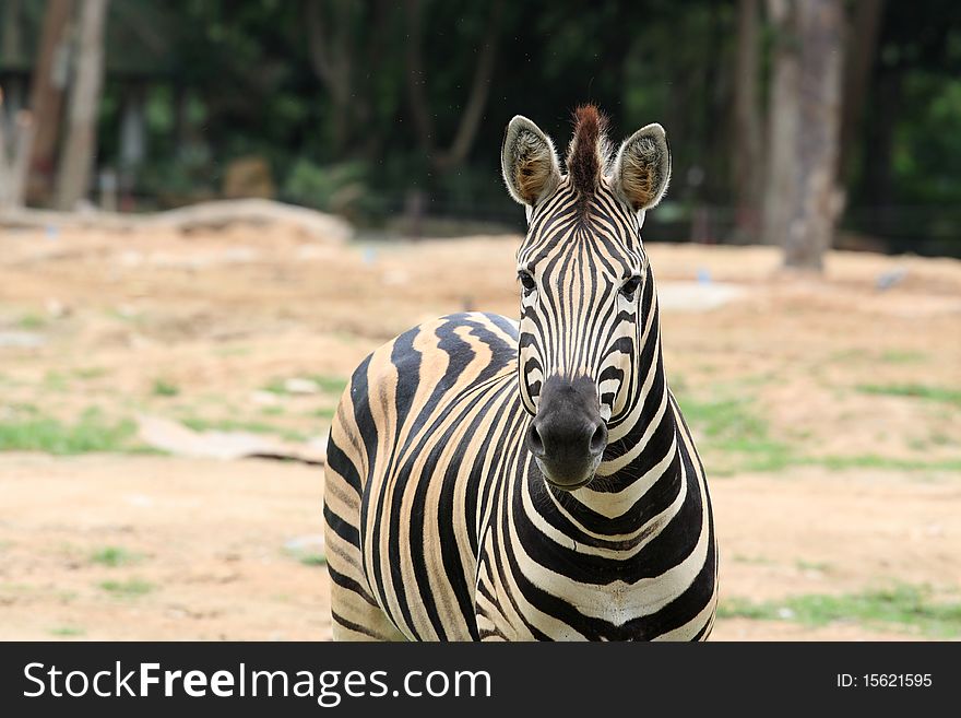 Close up zebra at Kao Keow Zoo, Thailand. Close up zebra at Kao Keow Zoo, Thailand