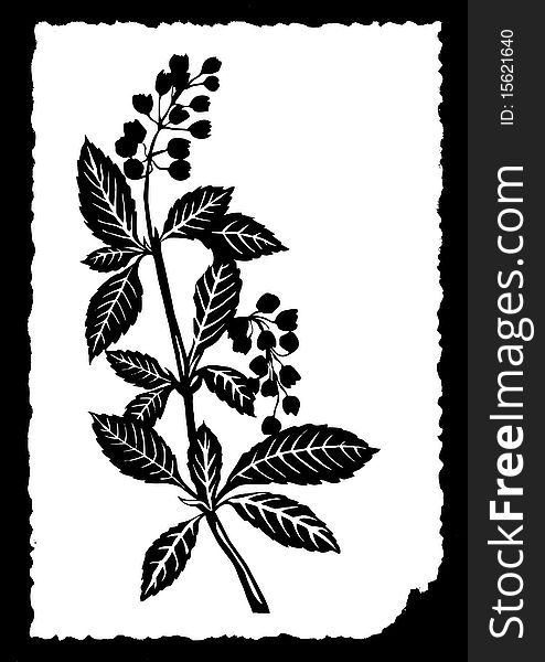 Vector drawing of the plant on white paper