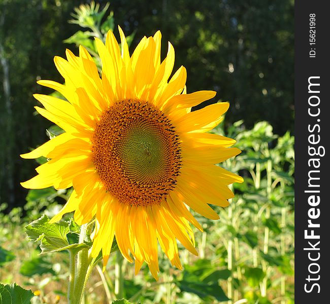 Beautiful yellow sunflower against a green background