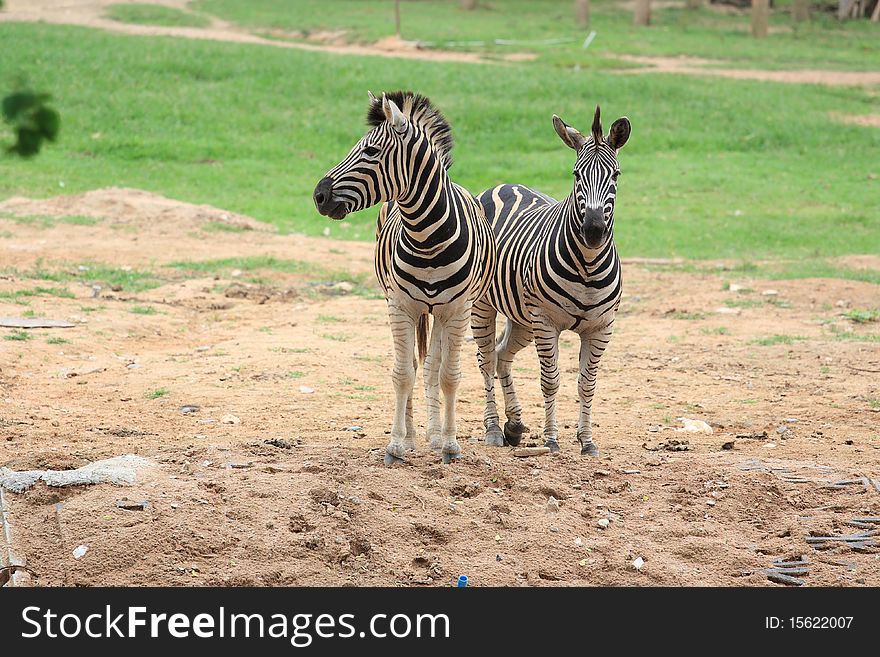 Double Zebra