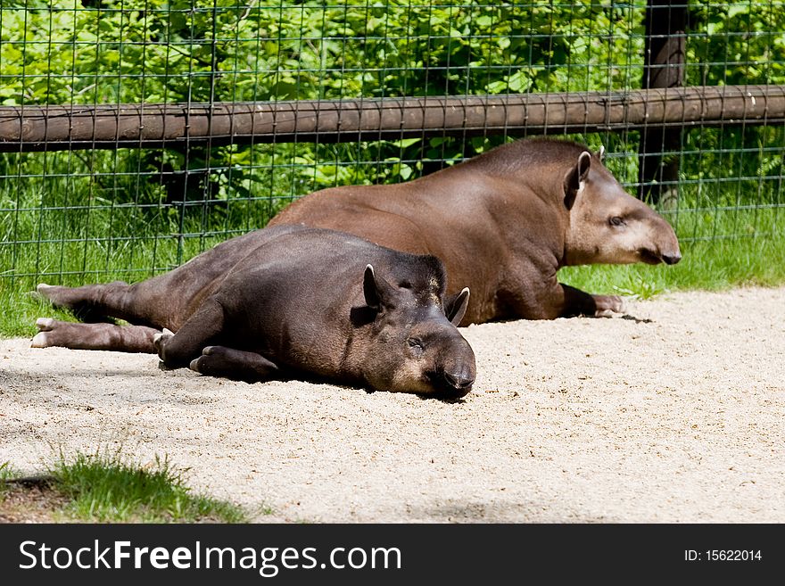 Two tapirs laying around on the ground