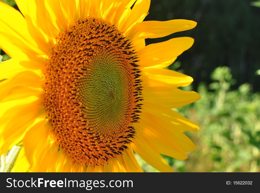 Beautiful yellow sunflower against a green background