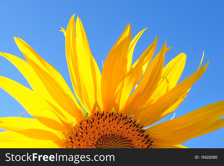 Beautiful yellow sunflower against a sky background. Beautiful yellow sunflower against a sky background