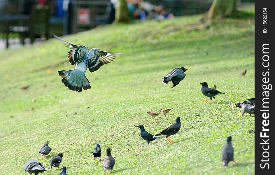 Birds busy fighting for food and territory in a park. Birds busy fighting for food and territory in a park