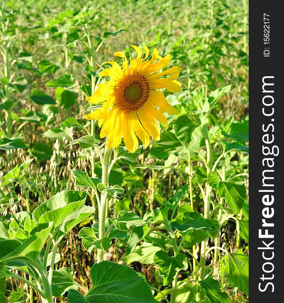 Beautiful yellow sunflower against a green background. Beautiful yellow sunflower against a green background