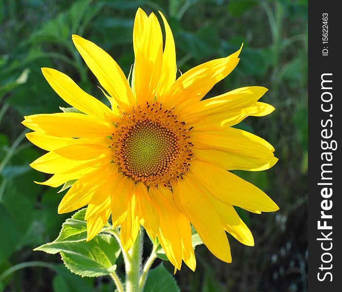 Beautiful yellow sunflower against a green background