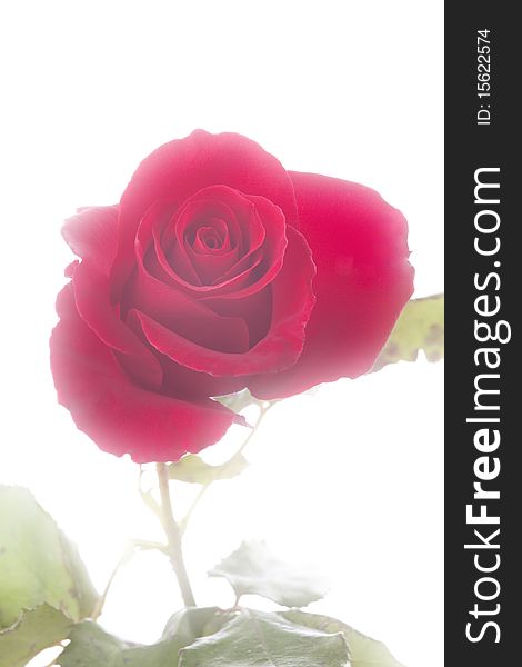 A red rose and stem isolated against a foggy white background in the vertical format. A red rose and stem isolated against a foggy white background in the vertical format.