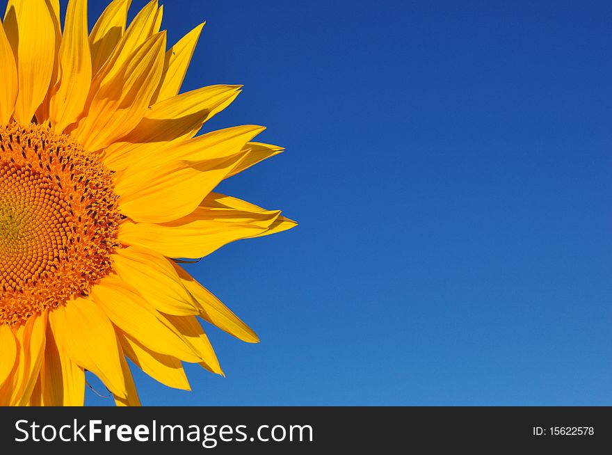 Half segment of a flowering sunflower a sky background