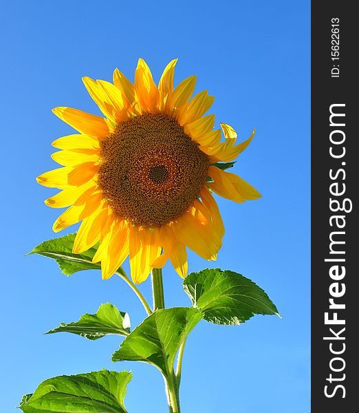 One bright colors sunflowers on backgrounds blue sky. One bright colors sunflowers on backgrounds blue sky