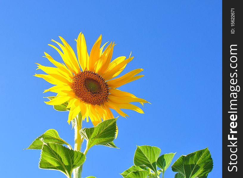 One bright colors sunflowers with green leaves on background blue sky