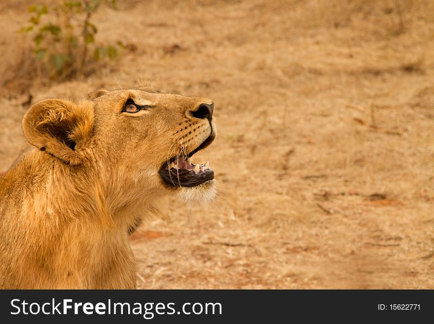 Young male lion staring into open space with open mouth showing teeth. Young male lion staring into open space with open mouth showing teeth
