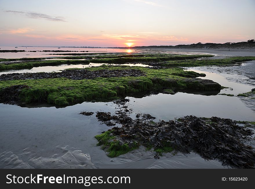 Sunset over low tide beach covered by seaweed. Sunset over low tide beach covered by seaweed