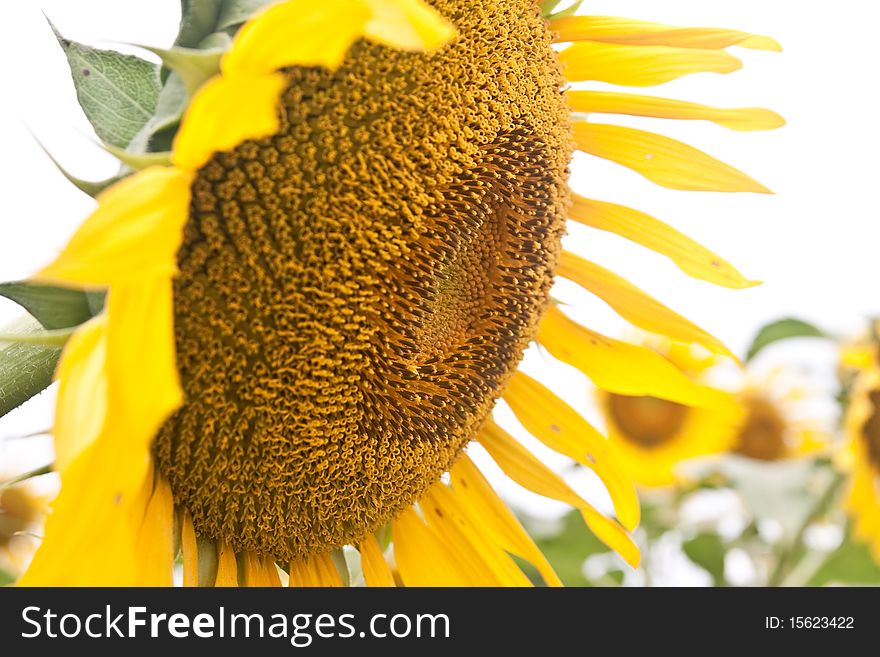 Sunflower in Saraburi Province in Thailand.