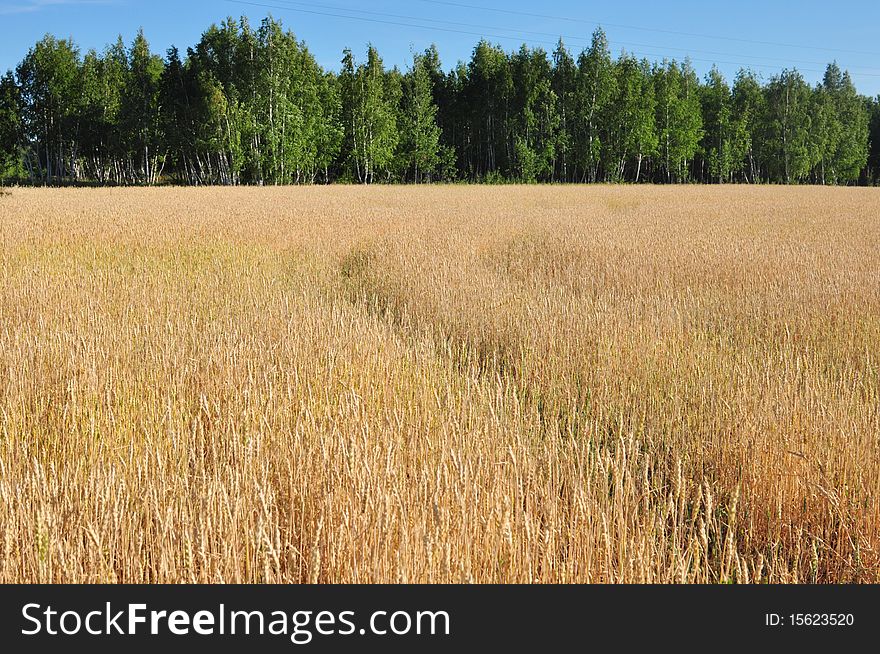 Field of wheat in a sunny day